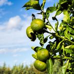 die Mandarinen sind  auf dem besten Wege, noch orange zu werden:-)