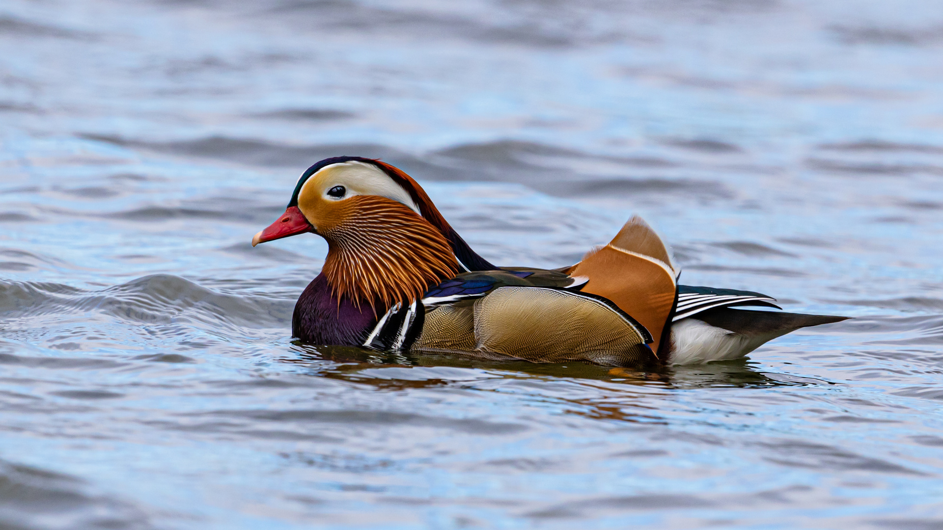 Die Mandarinente (Aix galericulata) 