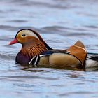 Die Mandarinente (Aix galericulata) 