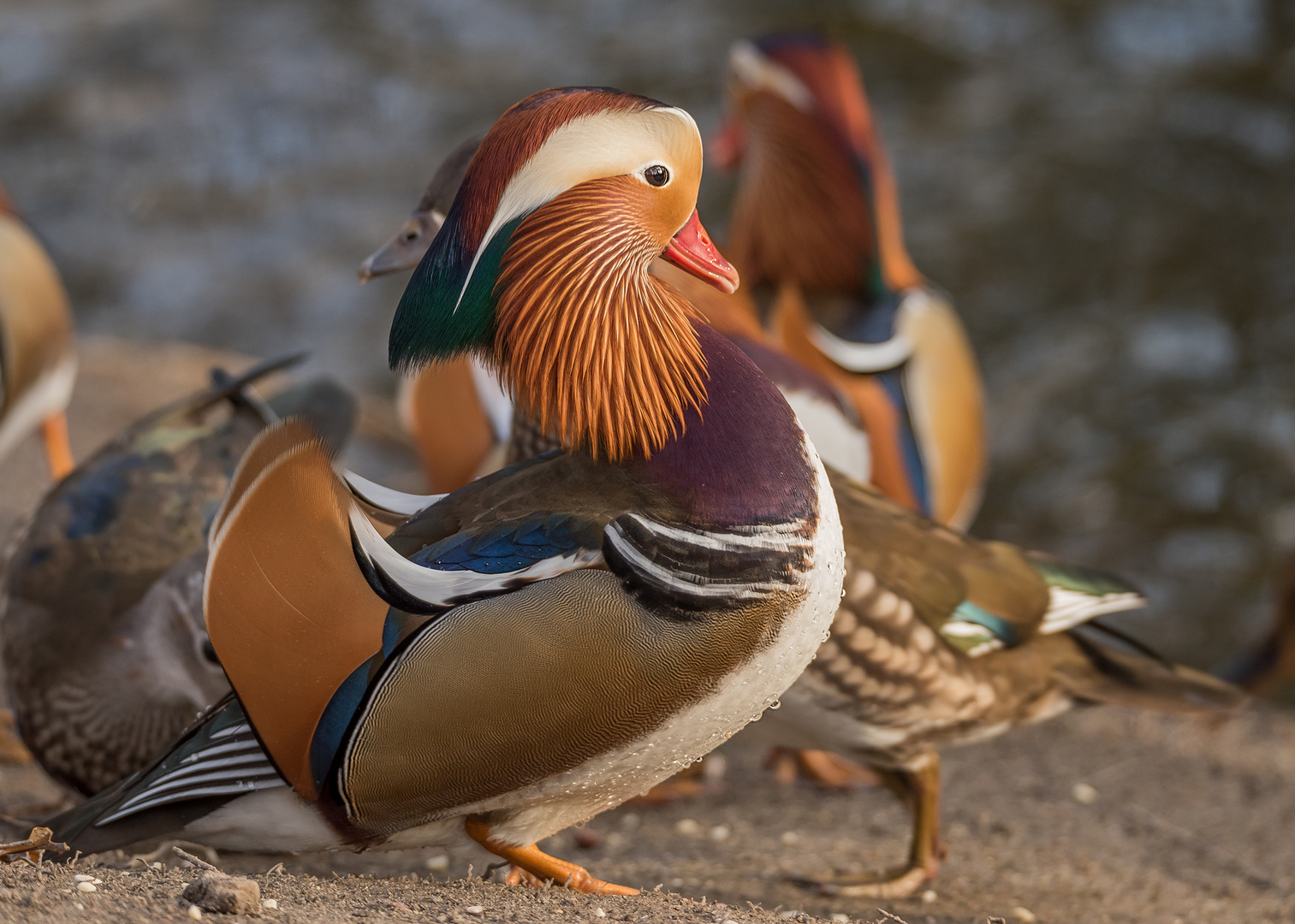 Die Mandarinente (Aix galericulata)