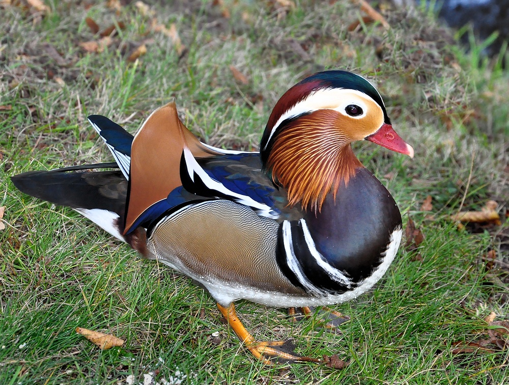 Die Mandarinente.......... (Aix galericulata)