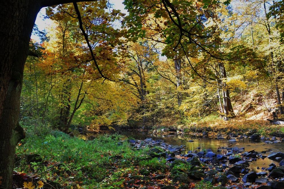 Die Mandau im Herbst Foto & Bild landschaft, bach, fluss & see
