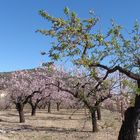 die Mandelbaumblüte neigt sich dem Ende zu - Spanien