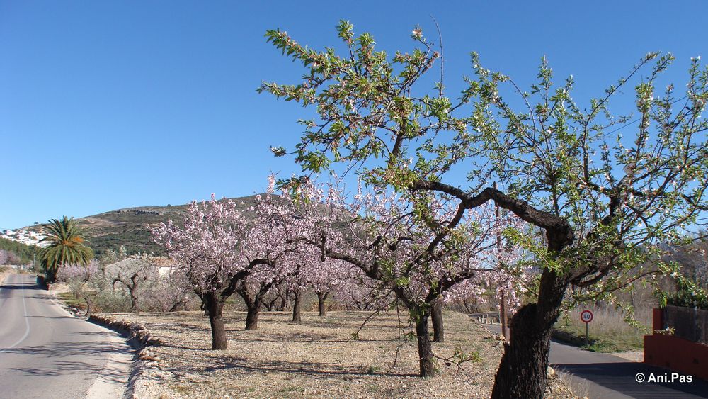 die Mandelbaumblüte neigt sich dem Ende zu - Spanien