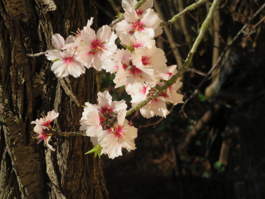 Die Mandelbaumblüten 