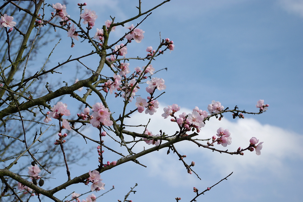 Die Mandelblüte...