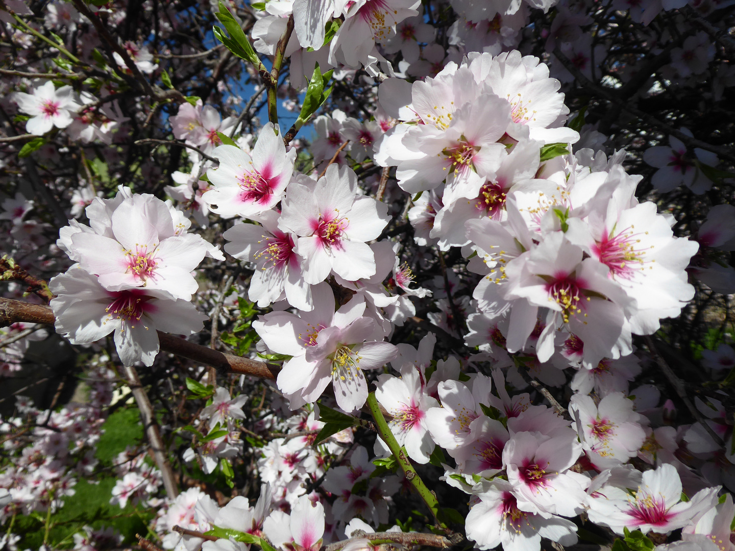 Die Mandelblüte 2...