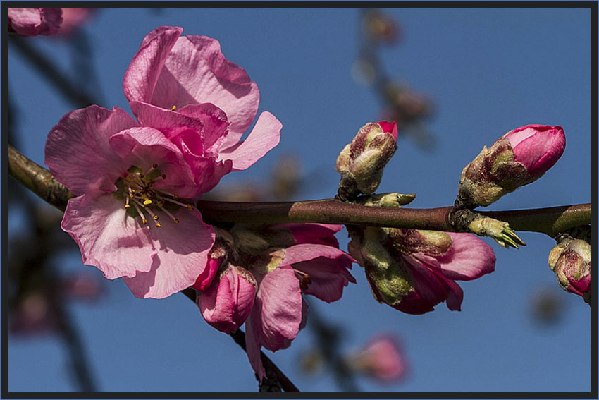 DIE MANDELBLÜTE