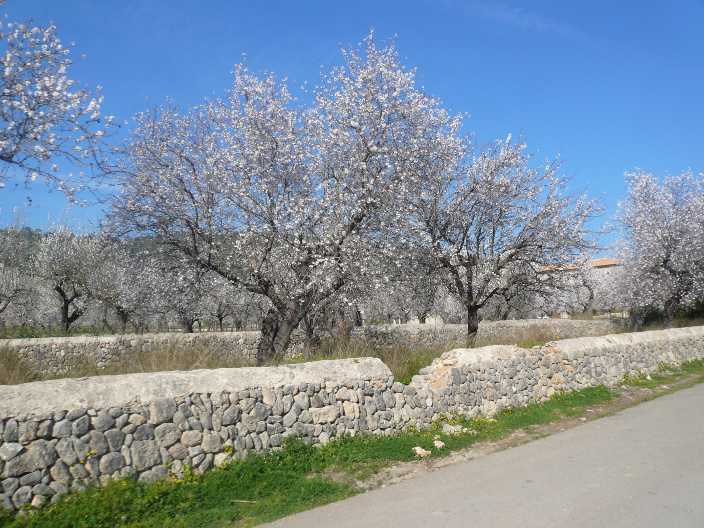 Die Mandelblüte auf Mallorca