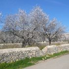 Die Mandelblüte auf Mallorca