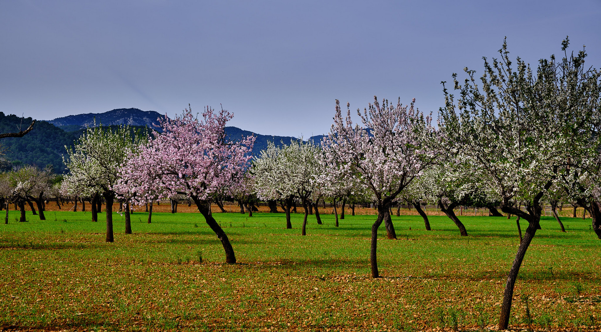 Die Mandelblüte auf Mallorca