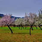 Die Mandelblüte auf Mallorca