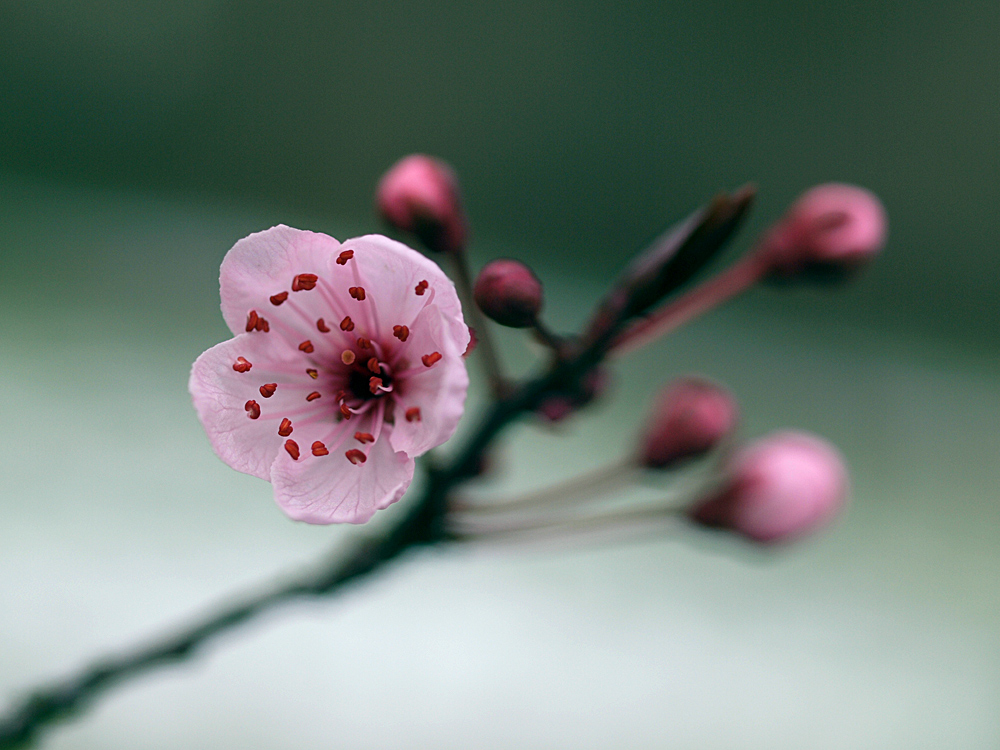 Die Mandelblüte