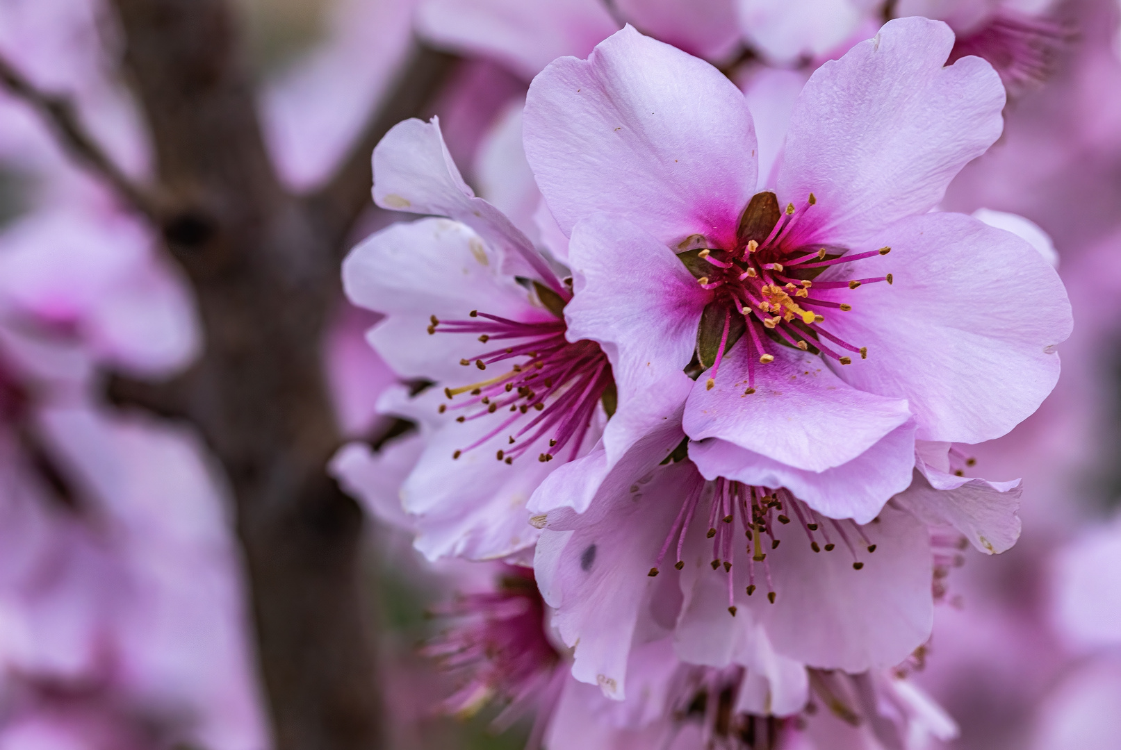 Die mandelblüte 