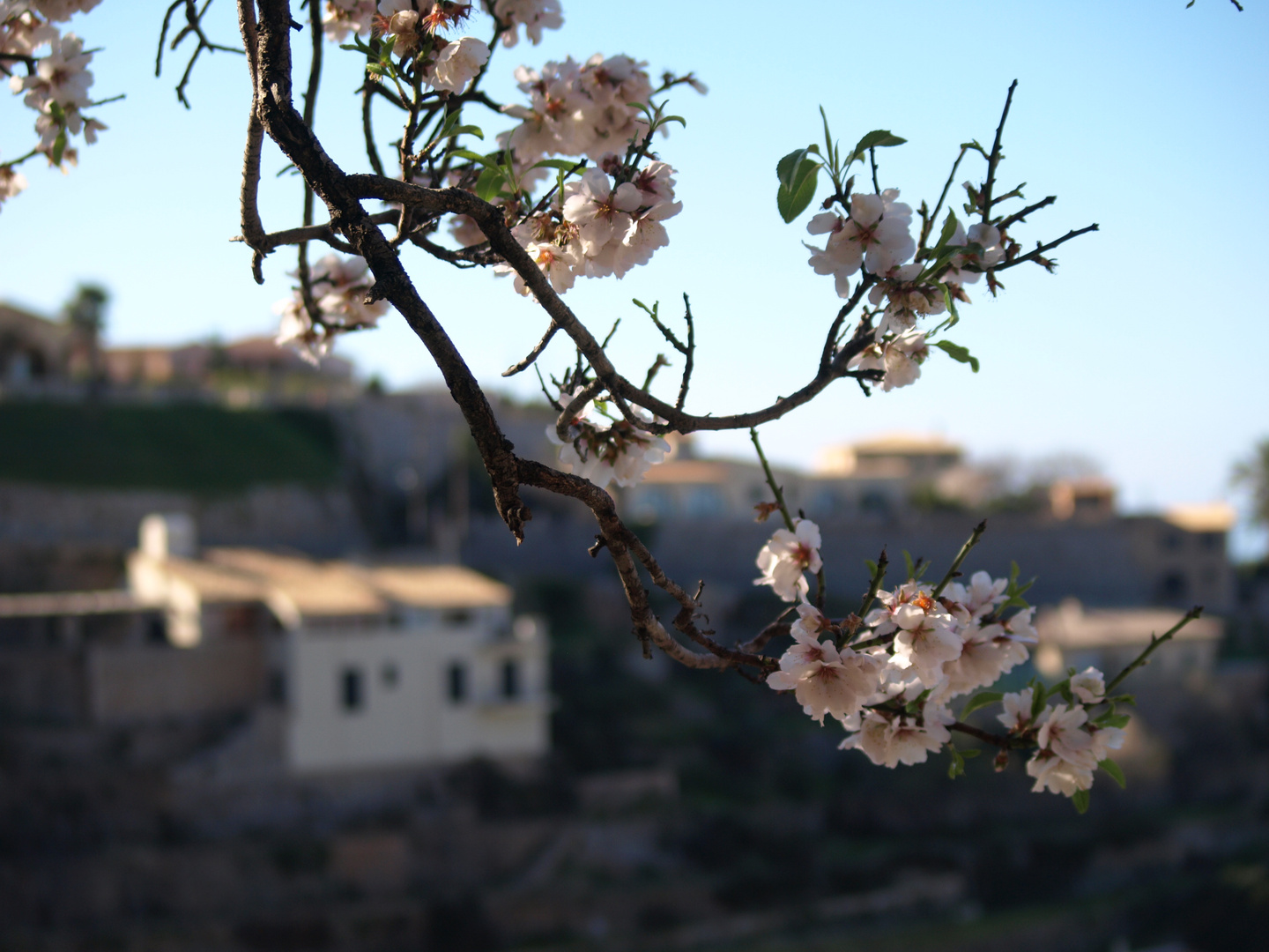 Die Mandelblüte