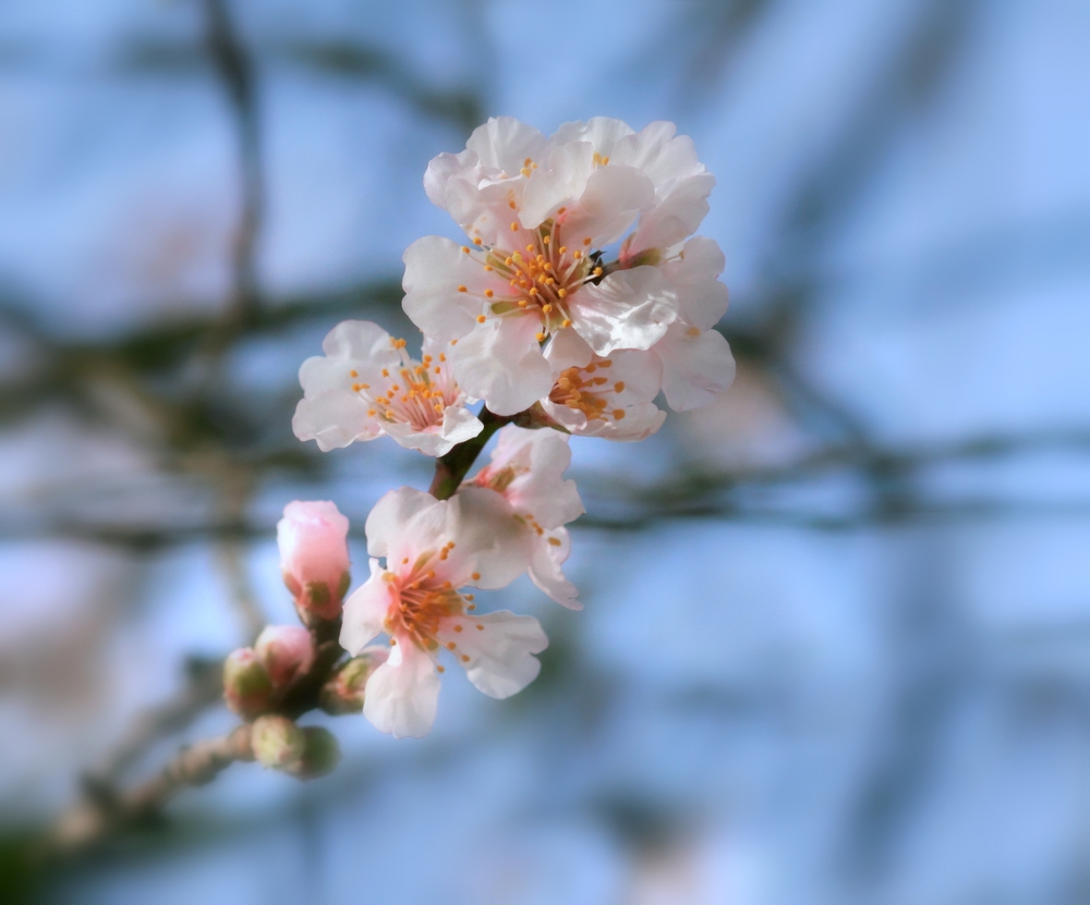 Die Mandelblüte genießen - nicht auf Mallorca! (2)