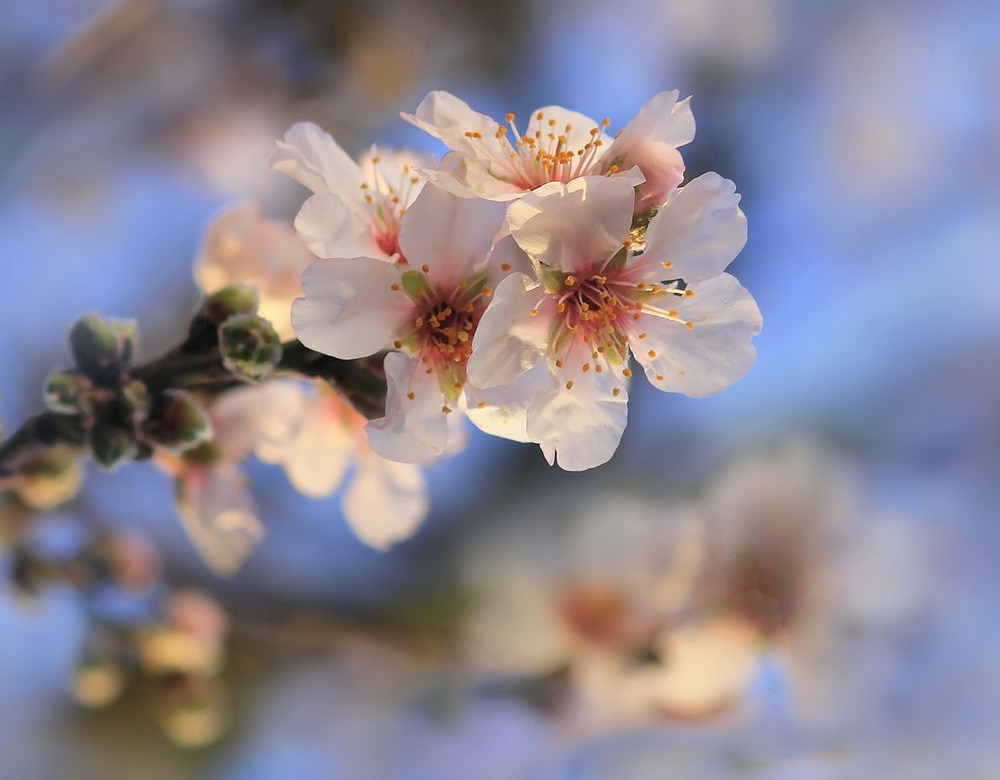 Die Mandelblüte  genießen - nicht auf Mallorca!