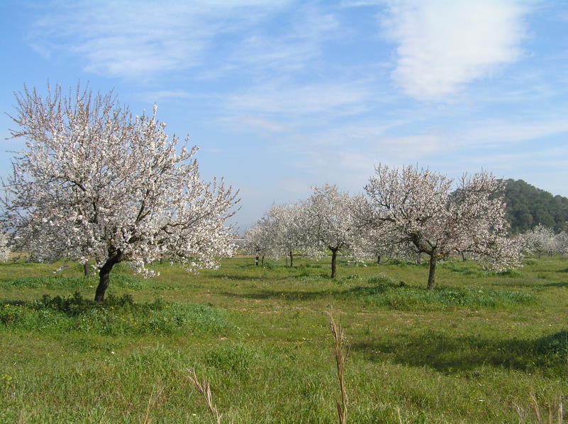 Die Mandelblüte hier auf Ibiza ist immer sehr schön