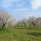 Die Mandelblüte hier auf Ibiza ist immer sehr schön