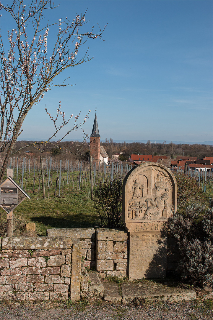 Die Mandelblüte in der Pfalz hat begonnen.