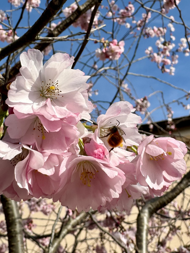 Die Mandelblüte ist in vollem Gange