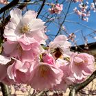 Die Mandelblüte ist in vollem Gange