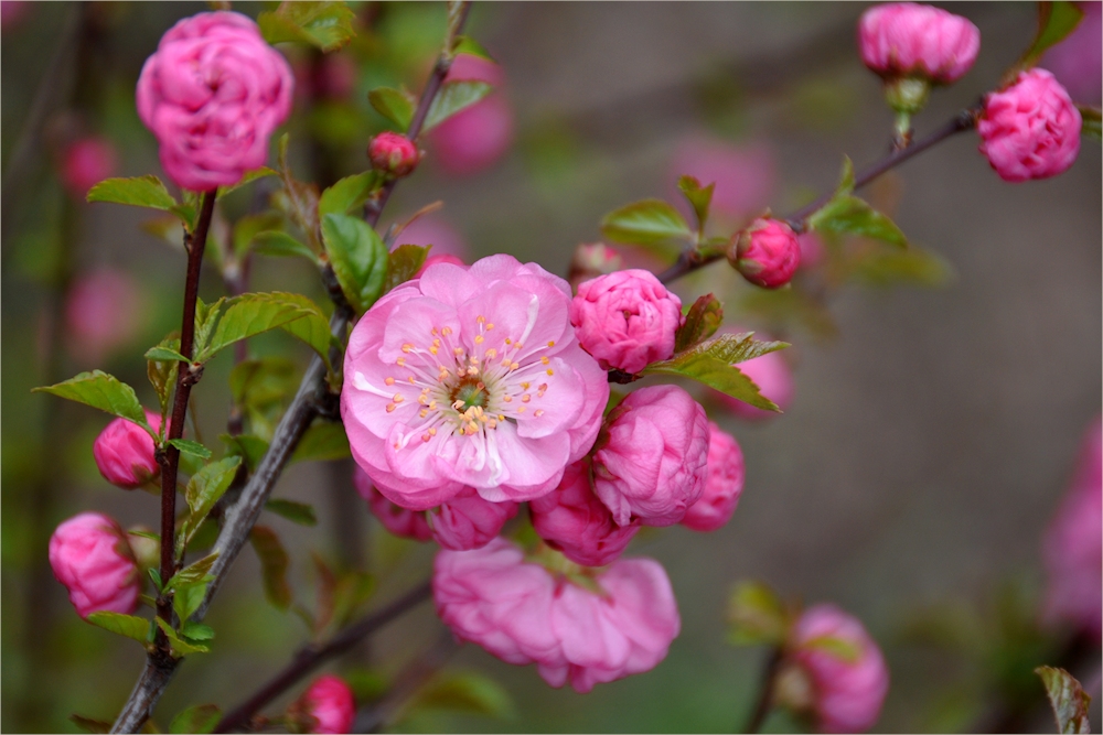 Die Mandelblüten