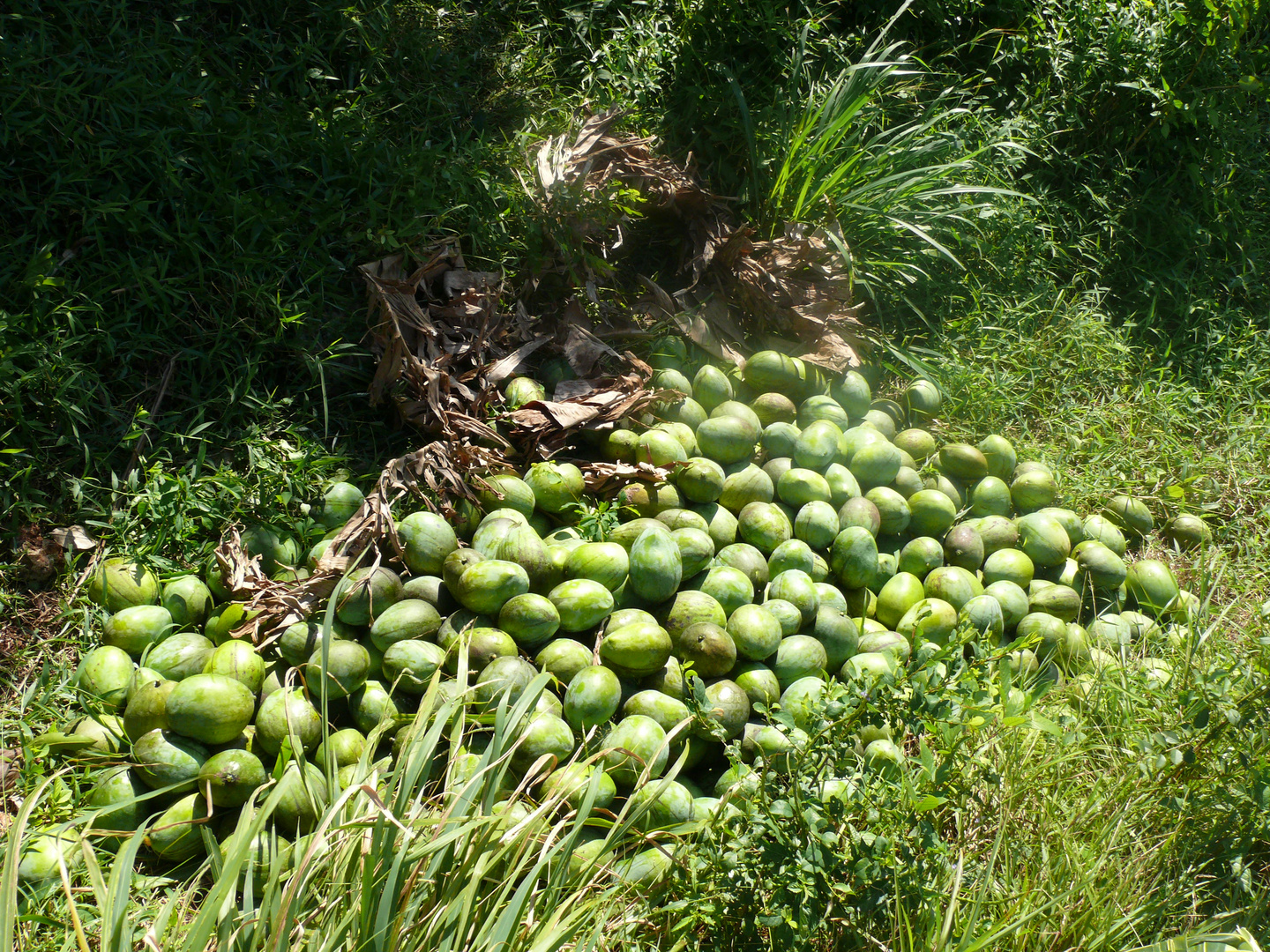 Die Mangos sind reif