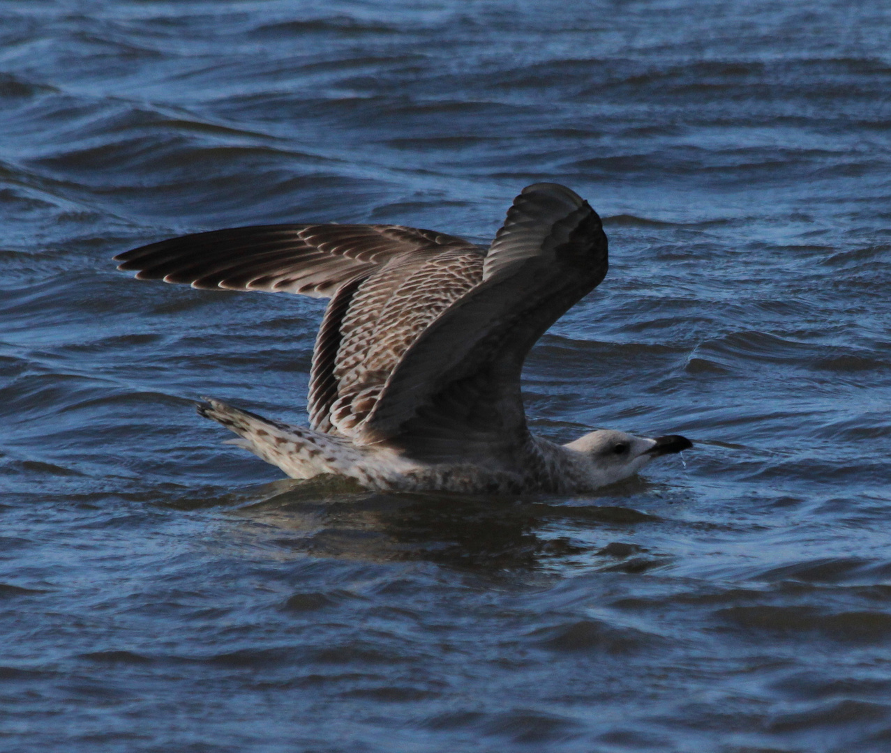 Die Mantelmöwe bei der Landung im Meer