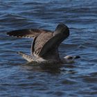 Die Mantelmöwe bei der Landung im Meer