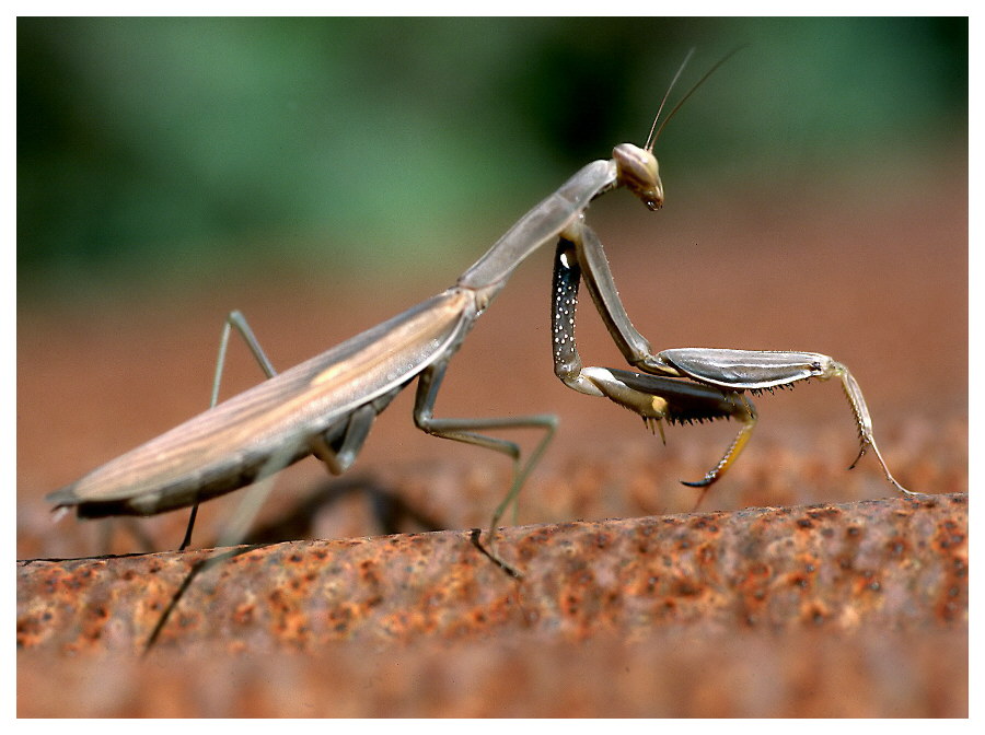 Die Mantis auf dem heißen Blechdach