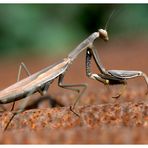 Die Mantis auf dem heißen Blechdach