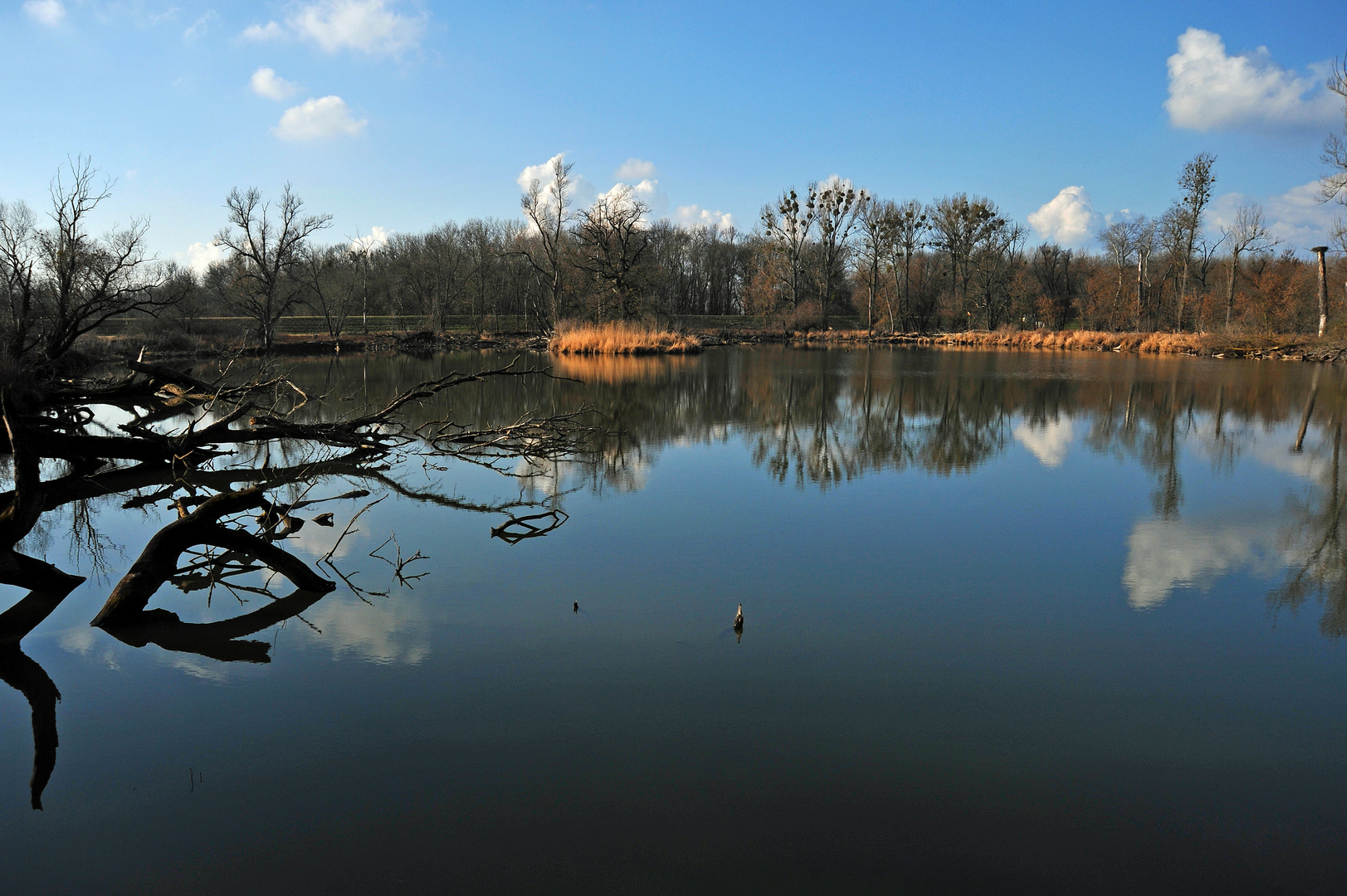 Die Marchlandschaft (Augebiet)