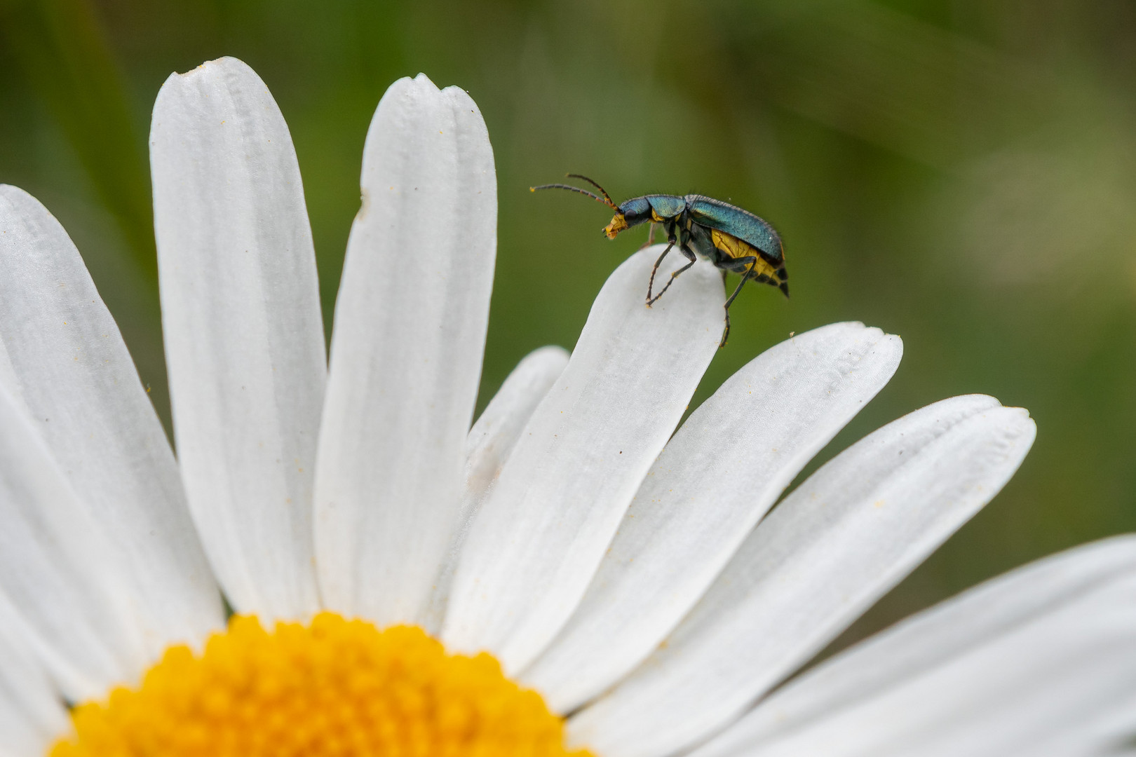 Die Margarite hat Besuch