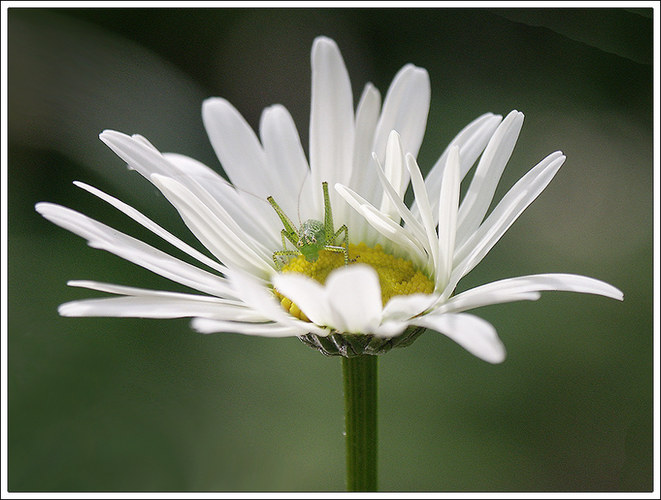 Die Margarite und der Grashüpfer