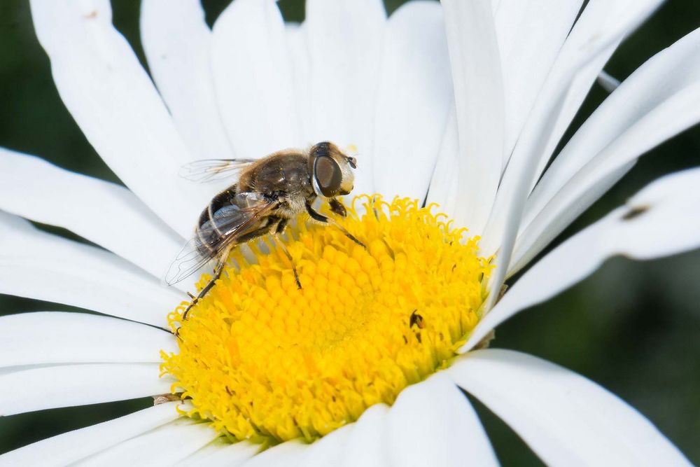 Die Margerite hat Besuch