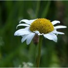 Die Margerite zählt zu den beliebtesten Wiesenblumen bei uns.