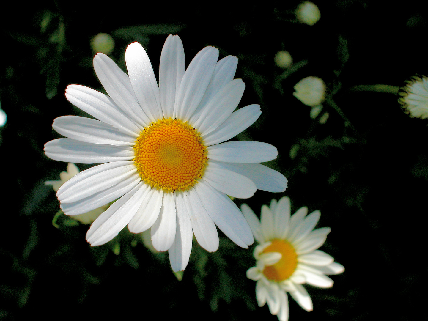 Die Margeriten (Leucanthemum) 