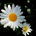 Die Margeriten (Leucanthemum) 