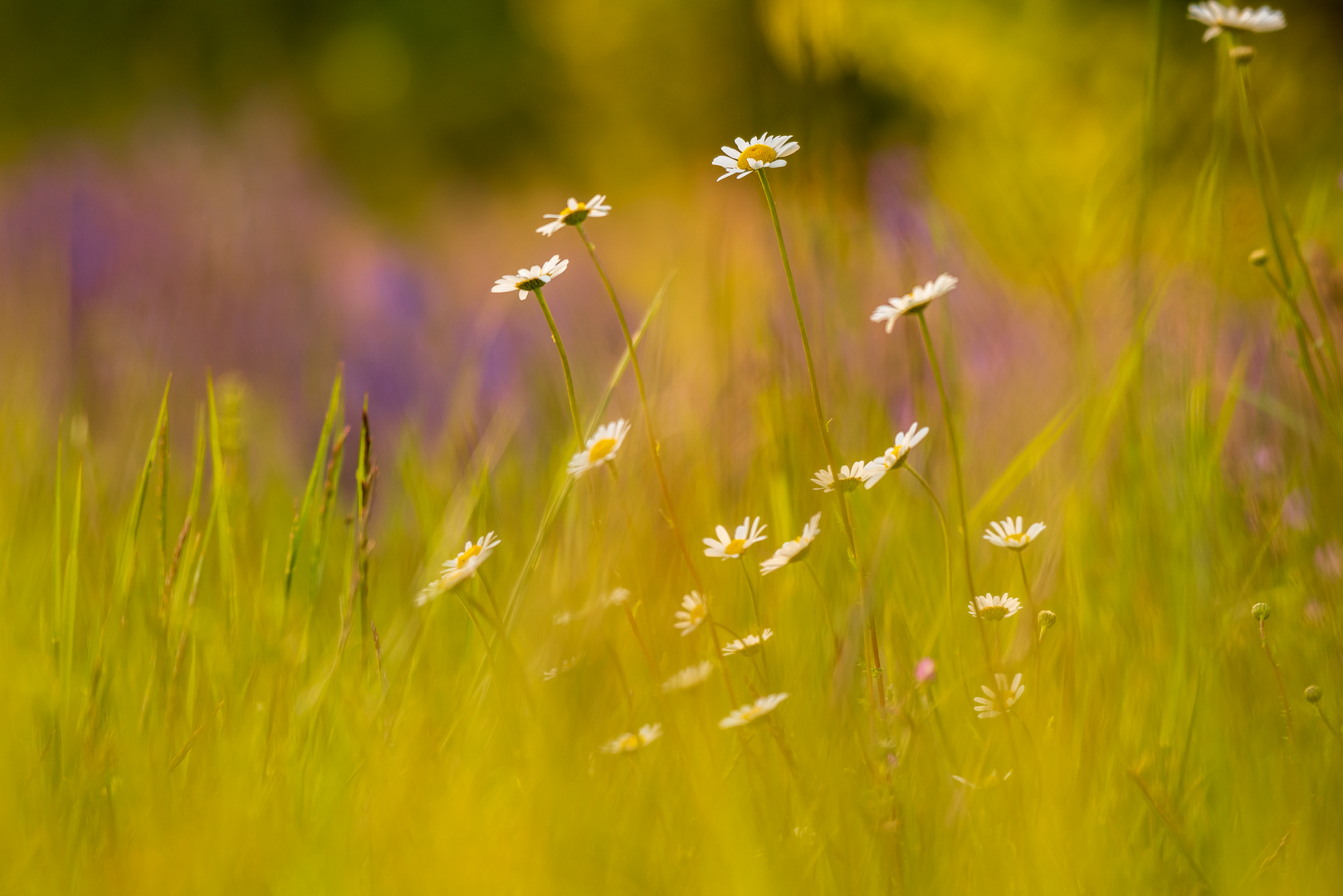 Die Margeriten-Salbei-Wiese