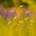 Die Margeriten-Salbei-Wiese