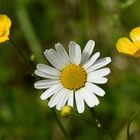 Die Margeriten sind da