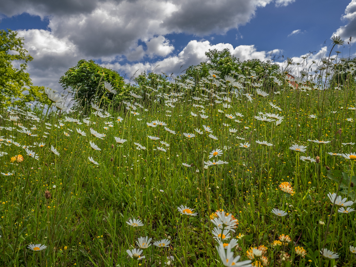 Die Margeritenwiese #2