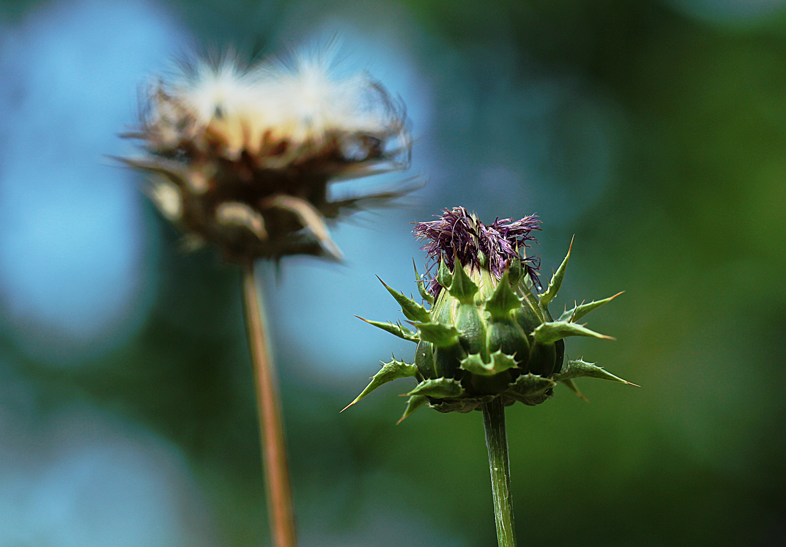 Die Mariendistel