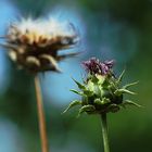 Die Mariendistel