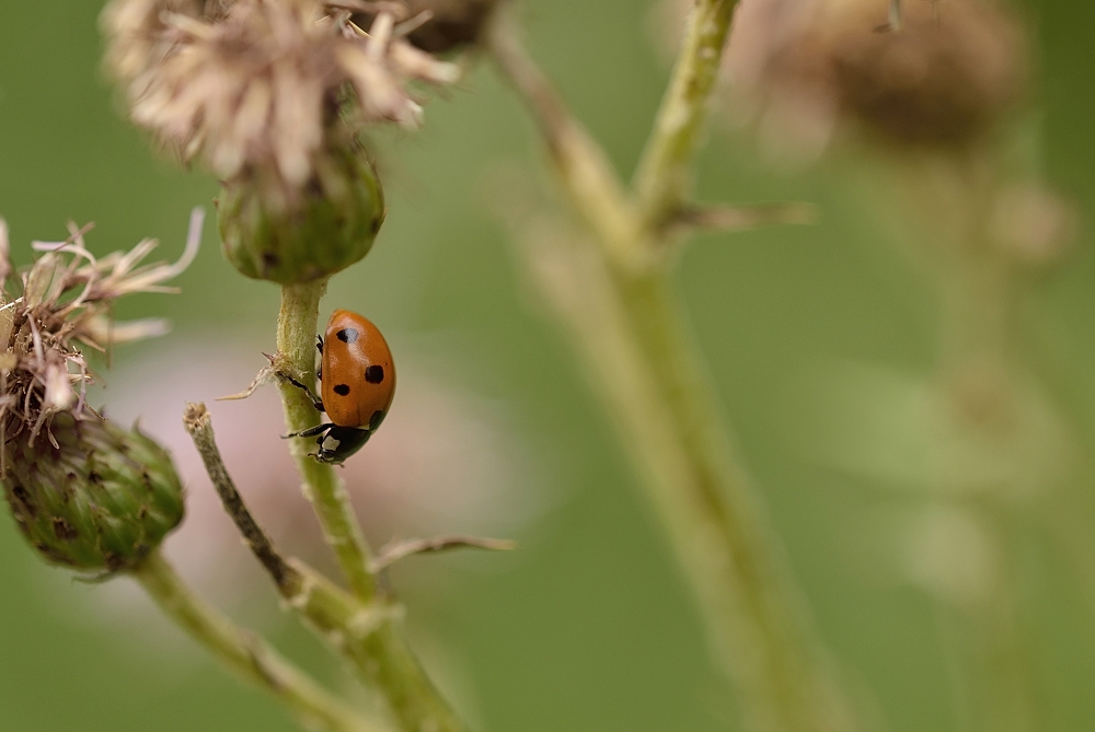 Die Marienkäfer (Coccinellidae)..