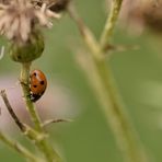 Die Marienkäfer (Coccinellidae)..