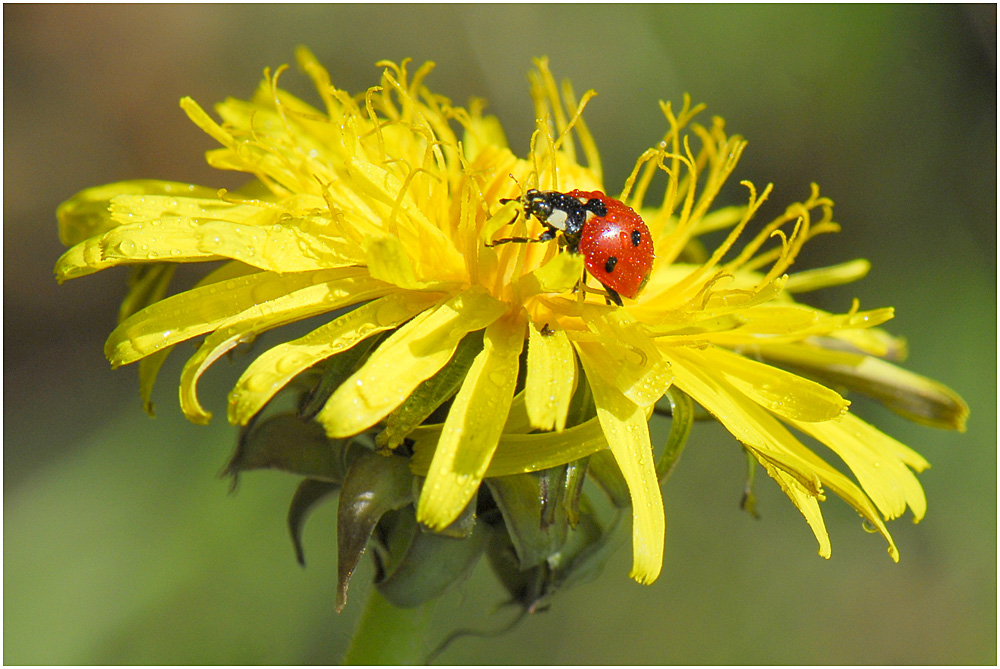 Die Marienkäfer (Coccinellidae).....