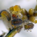 Die Marienkäfer schlüpfen 1 - ein seltener Anblick der Variablen Flach-Marienkäfer 