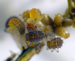 Die Marienkäfer schlüpfen 1 - ein seltener Anblick der Variablen Flach-Marienkäfer 